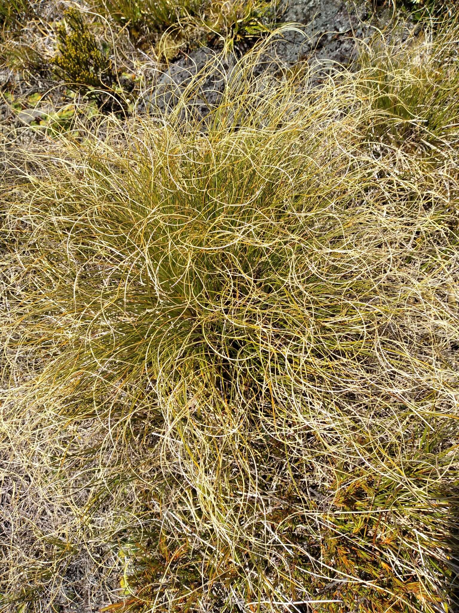 Слика од Chionochloa crassiuscula (Kirk) Zotov