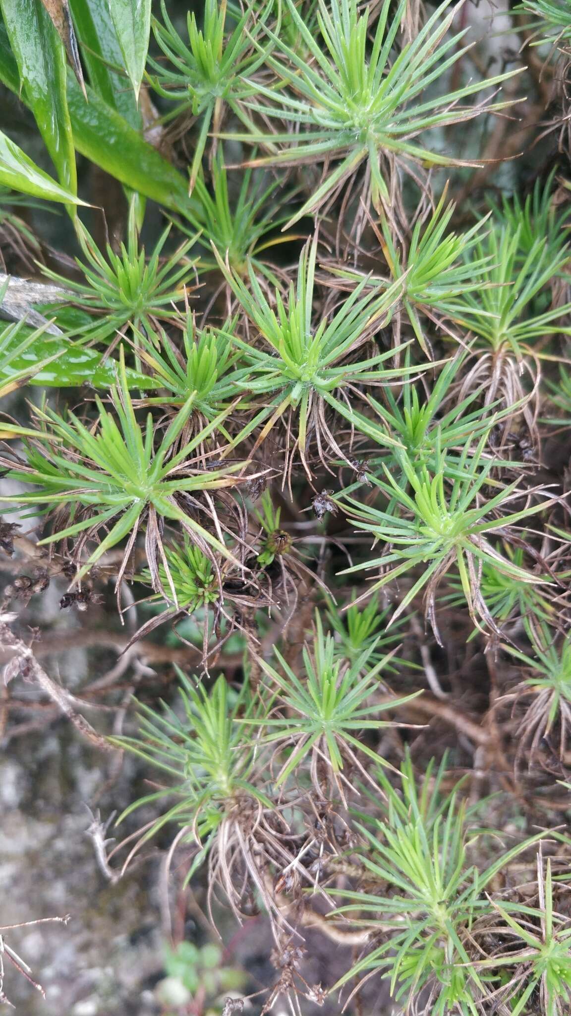 Plantago arborescens Poir. resmi