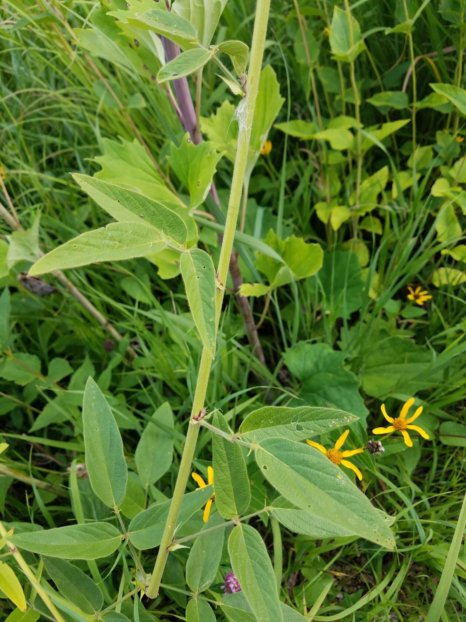 Image of Illinois ticktrefoil