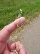 Image of golden oat grass