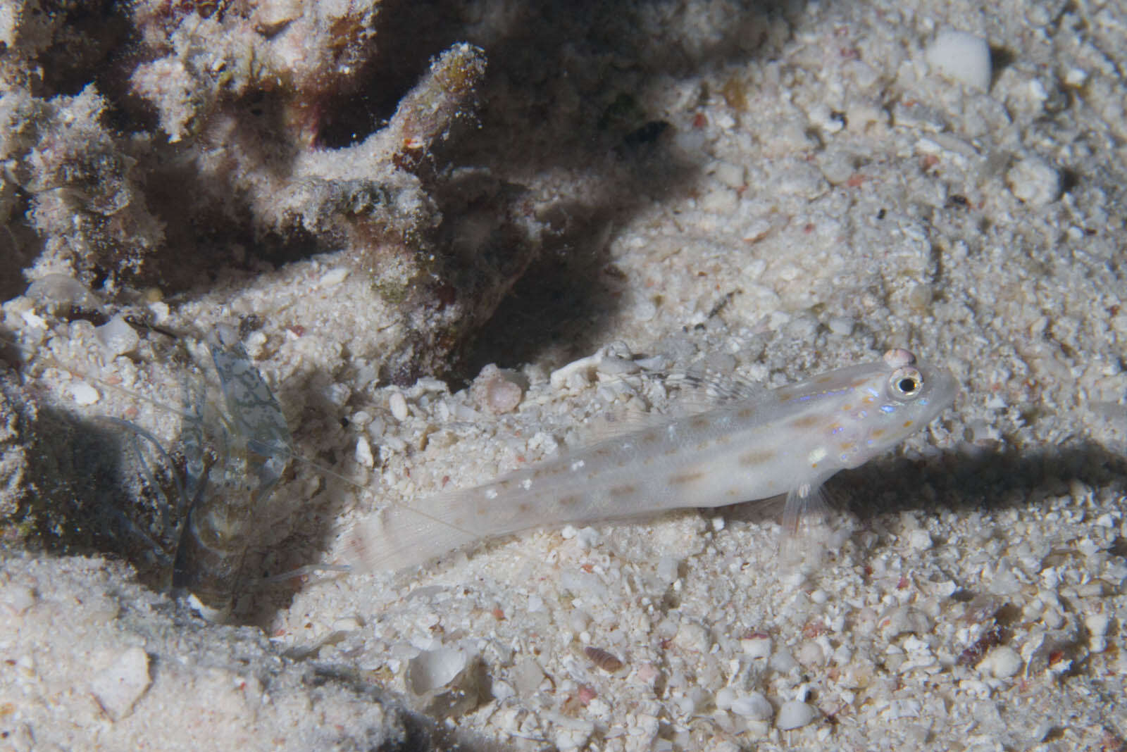 Image of Prawn-goby prawngoby shrimp-goby