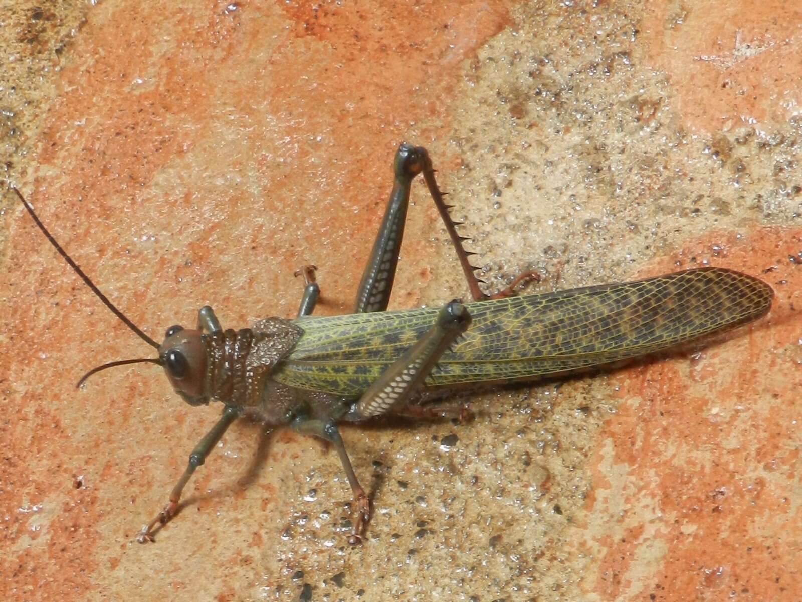 Image of Tropidacris cristata dux (Drury 1770)