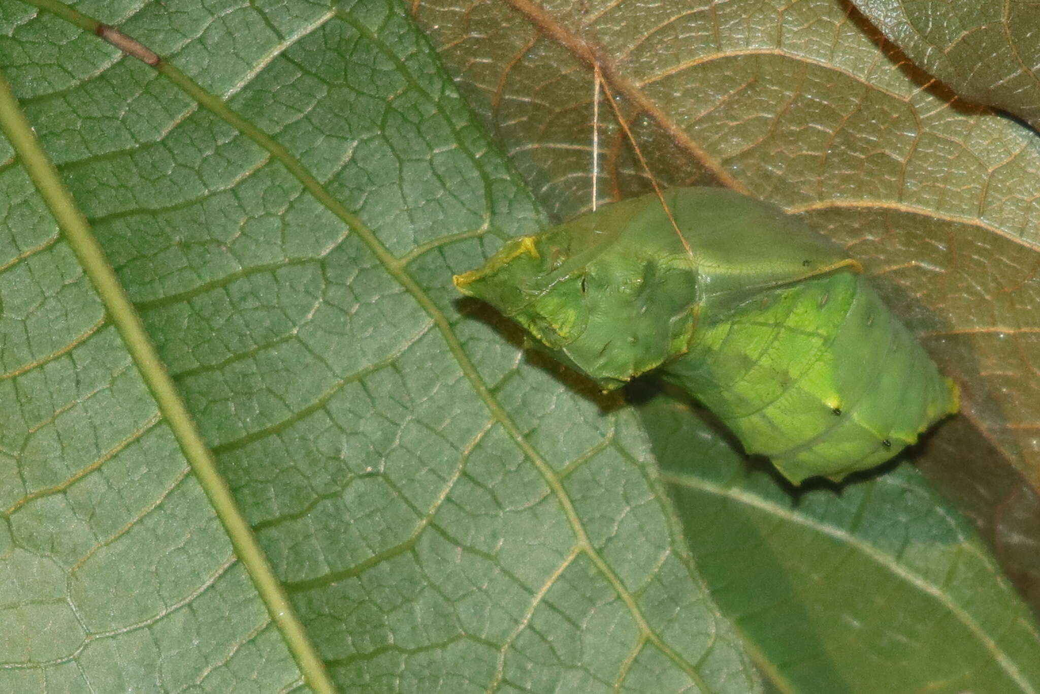 Слика од Ornithoptera richmondia (Gray (1853))