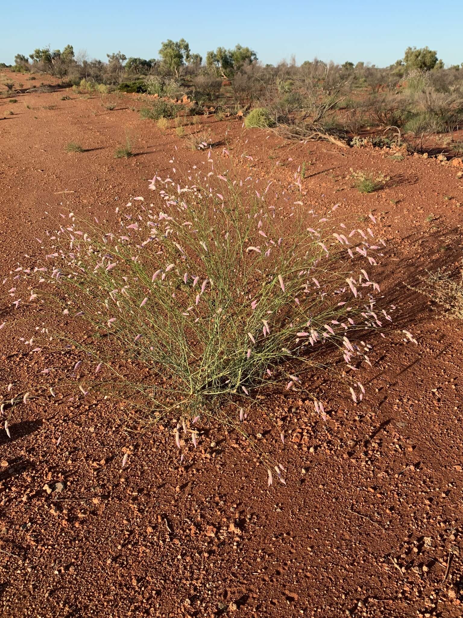 Image of Ptilotus calostachyus F. Müll.