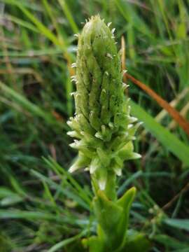 Image de Skeptrostachys paraguayensis (Rchb. fil.) Garay