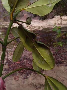 Слика од Garcinia pervillei (Planch. & Triana) Vesque