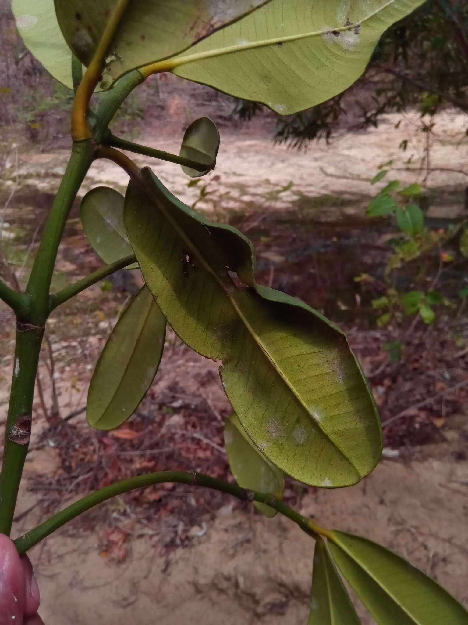 Imagem de Garcinia pervillei (Planch. & Triana) Vesque