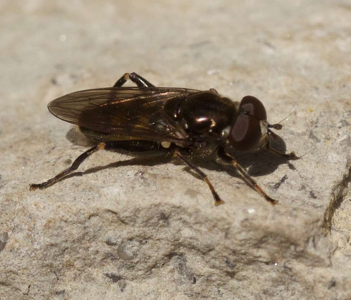 Image of Chalcosyrphus nemorum (Fabricius 1805)