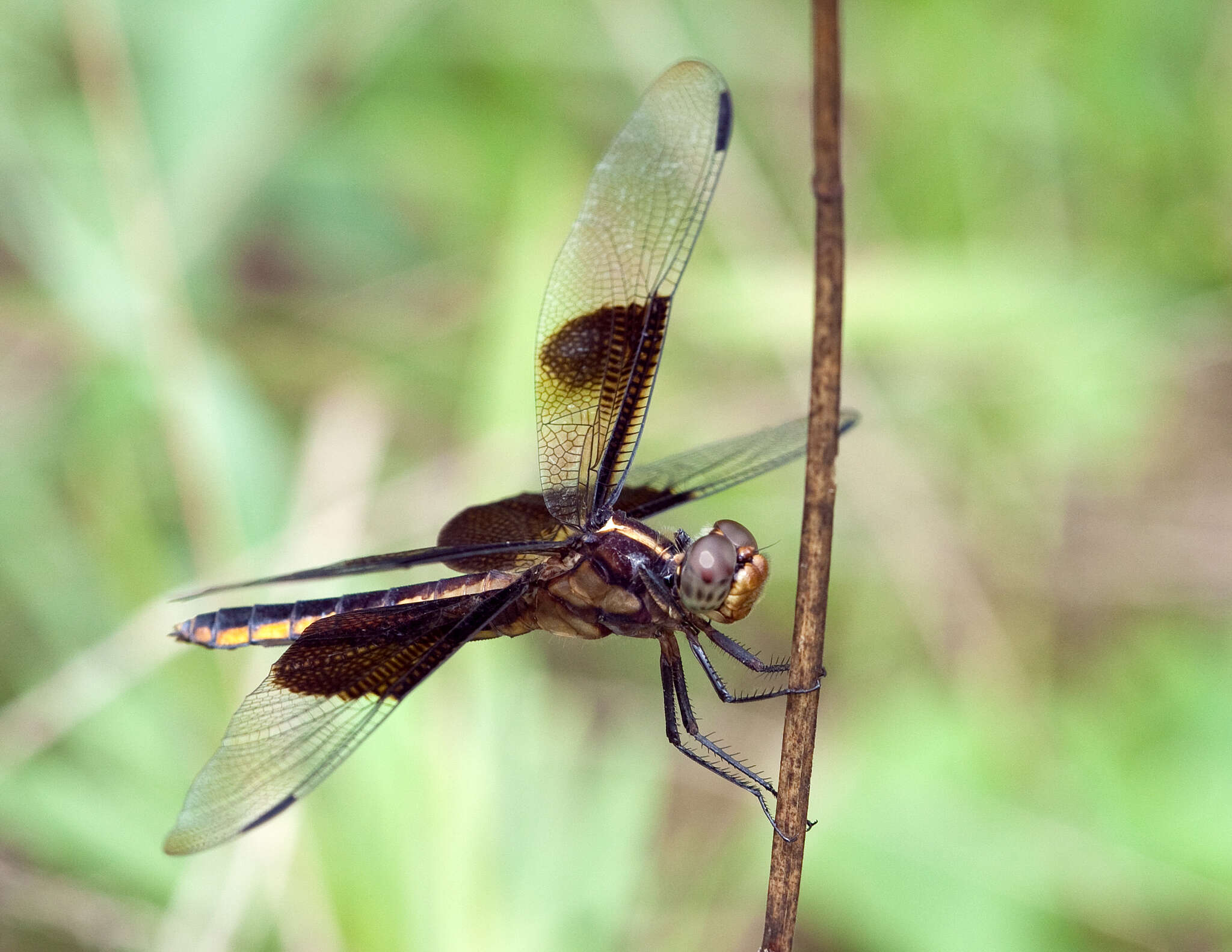 Image de Libellula flavida Rambur 1842