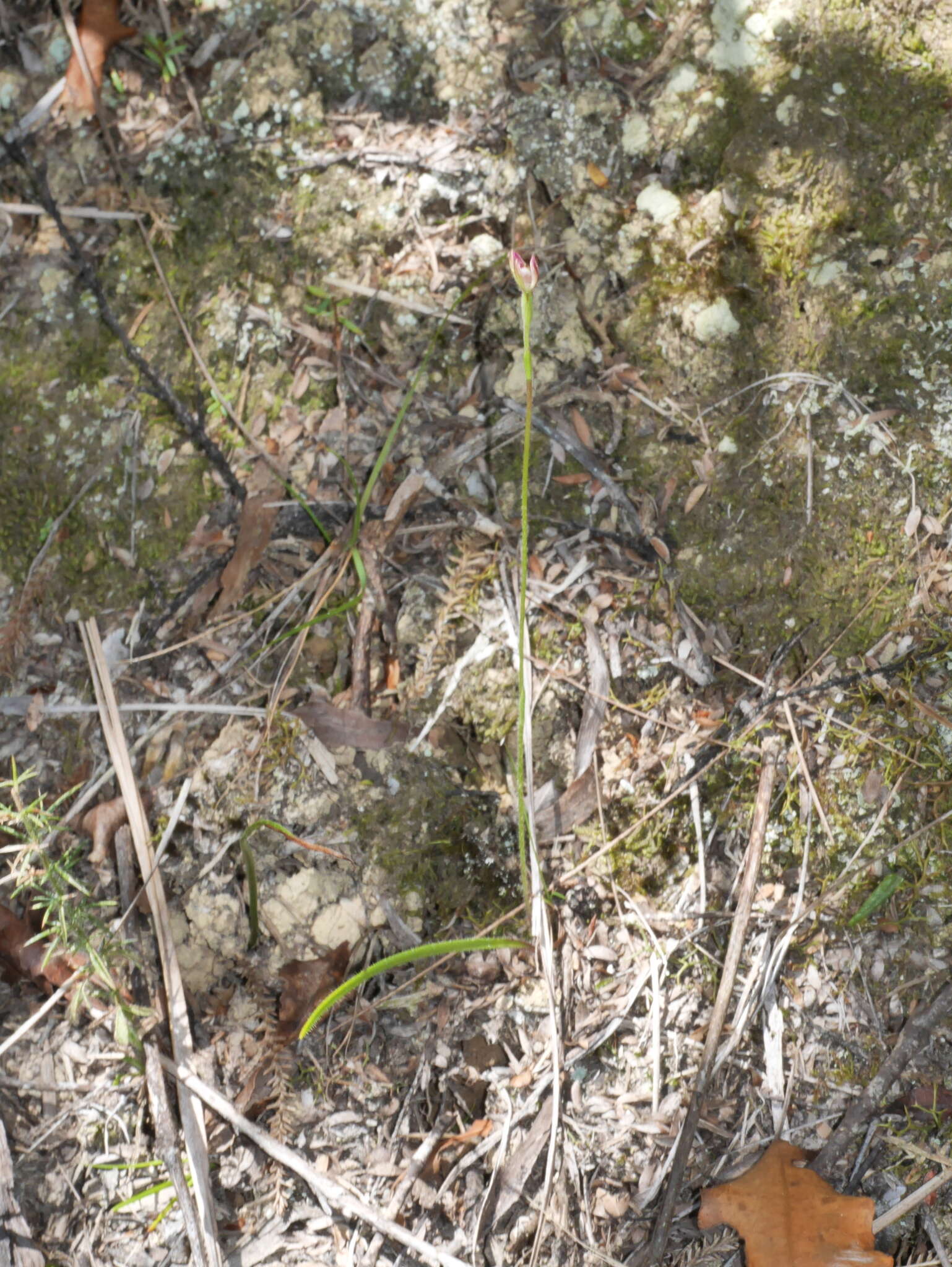 Image of Mauve Fingers