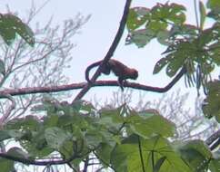 Image of golden-mantled tamarin