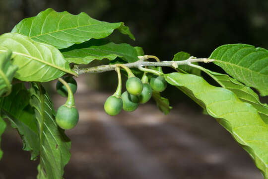 Image of Solanum nigricans Mart. & Gal.