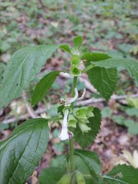 Plancia ëd Melittis melissophyllum subsp. carpatica (Klokov) P. W. Ball