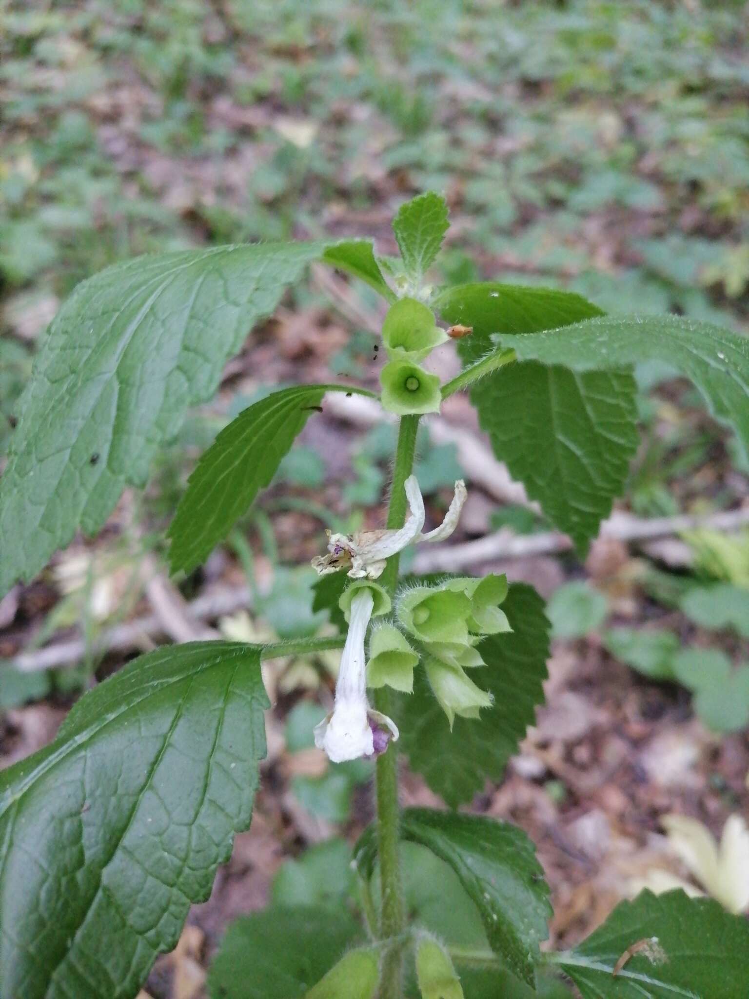 Melittis melissophyllum subsp. carpatica (Klokov) P. W. Ball resmi