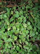 Plancia ëd Leptostigma setulosum (Hook. fil.) Fosberg