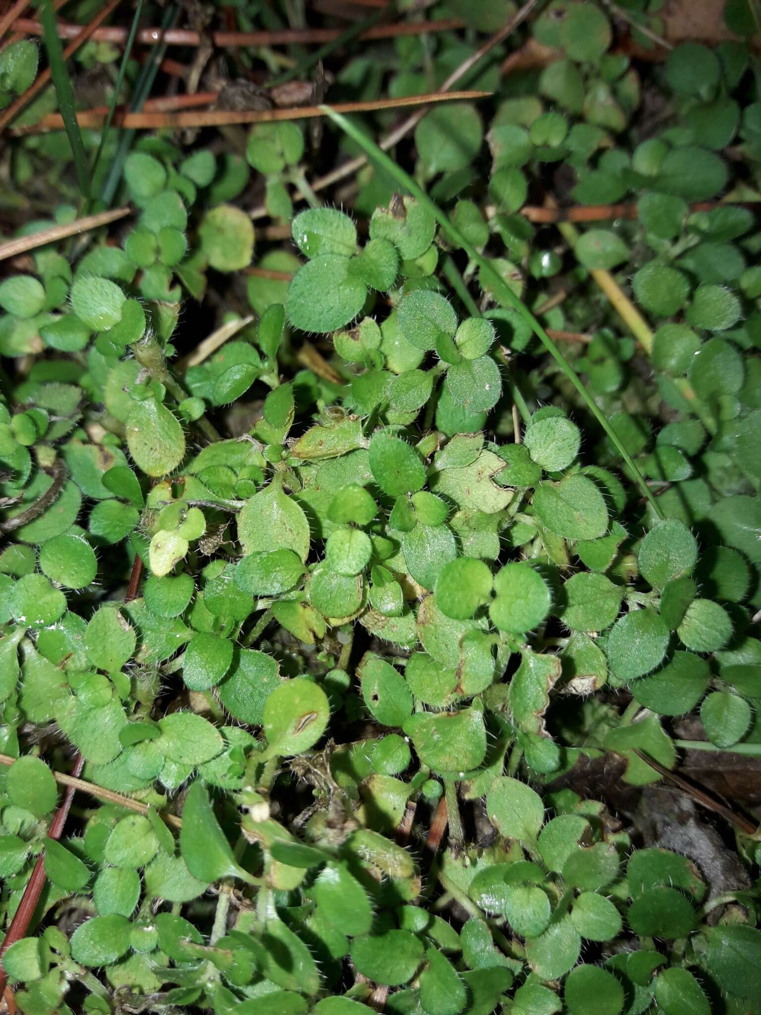 Image of Leptostigma setulosum (Hook. fil.) Fosberg