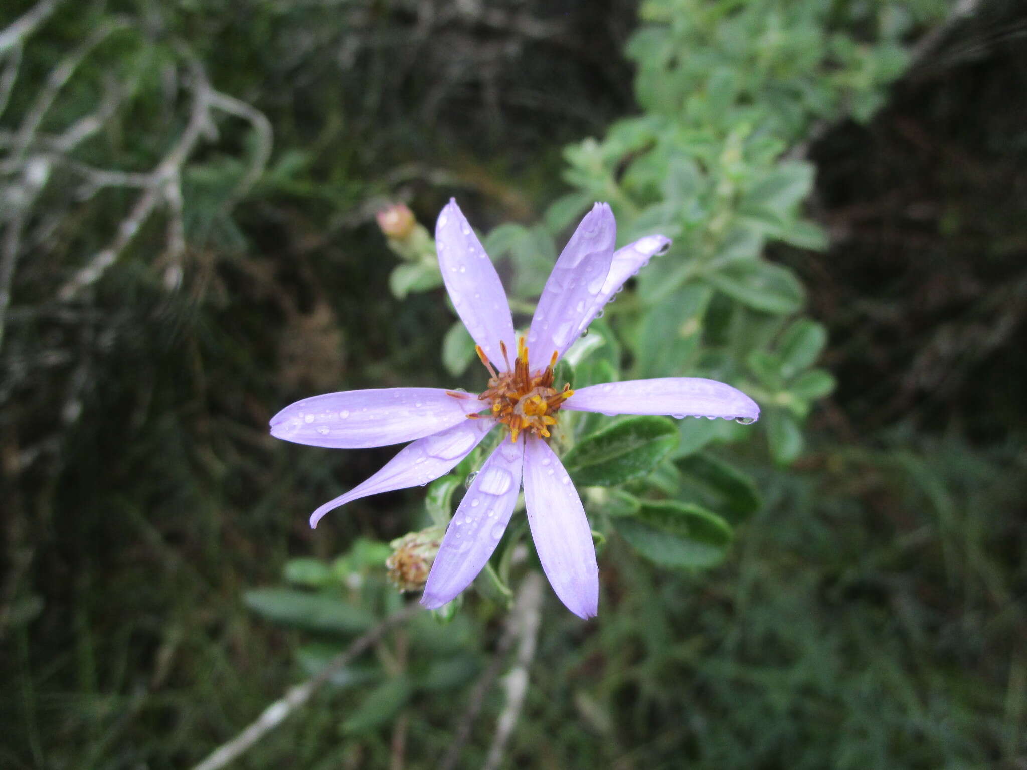 Imagem de Printzia polifolia (L.) Hutch.