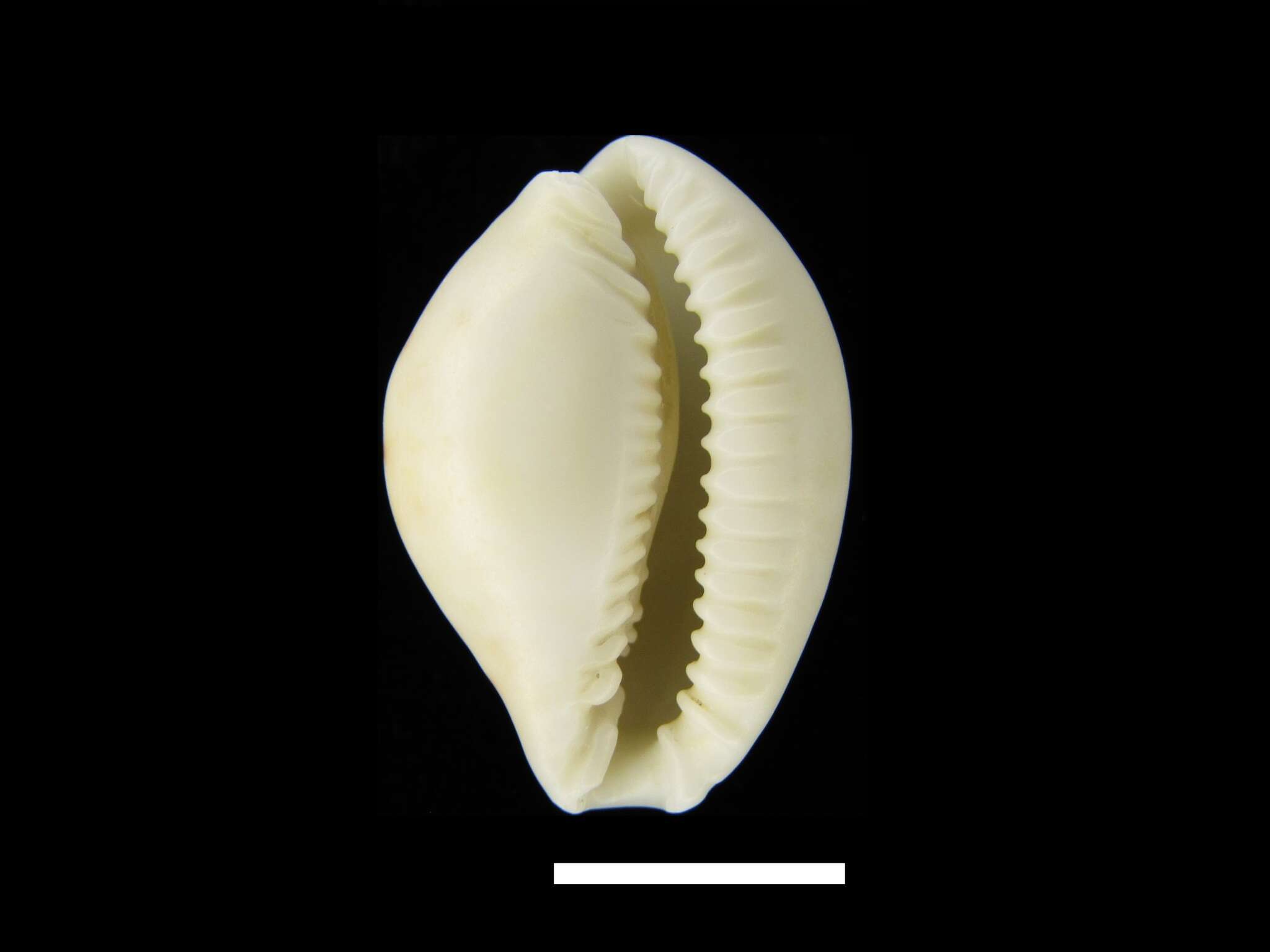 Image of separated cowry (from spurca and gangranosa)