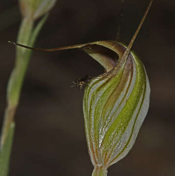 Image of Fisch's greenhood