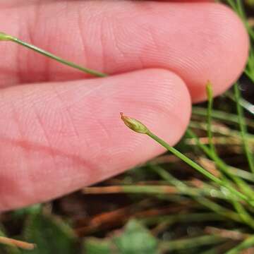 Image of Fimbristylis acuminata Vahl