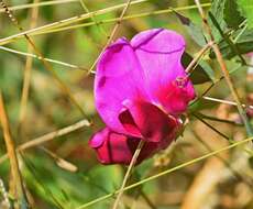 Image of Everlasting-Pea