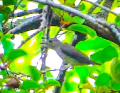 Image of Plain Flowerpecker