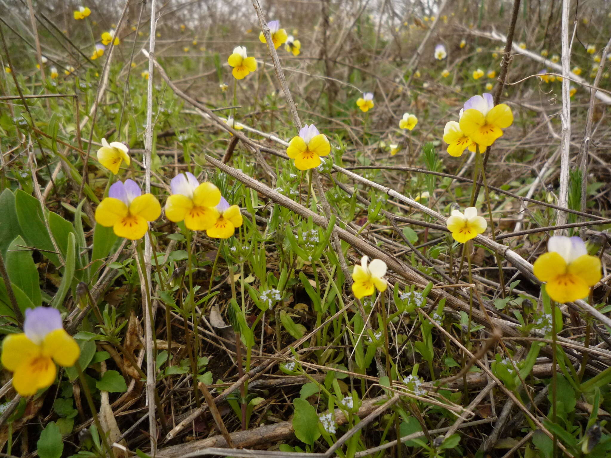 Слика од Viola hymettia Boiss. & Heldr.