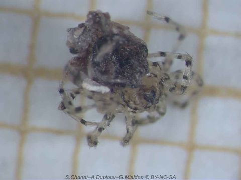 Image of Wall spiders