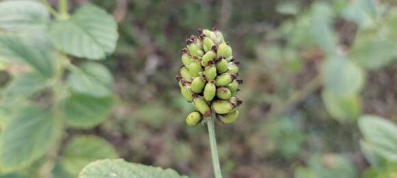 Image de Cullen corylifolium (L.) Medik.