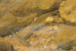 Image of Dorsalis barb