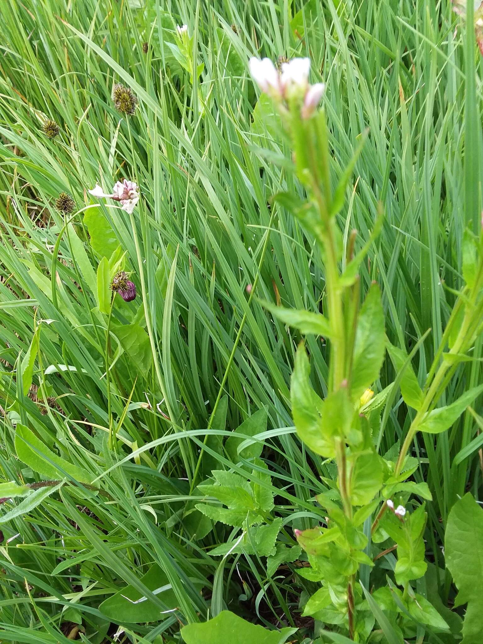 Image of Hornemann's Willowherb