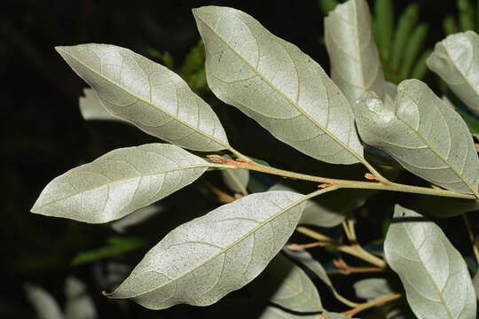 Image of Styrax leprosus Hook. & Arn.