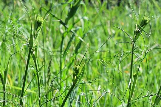 Слика од Peucedanum morisonii Besser