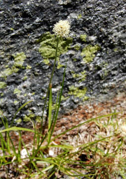 Image of Meadow's Cotton-Grass