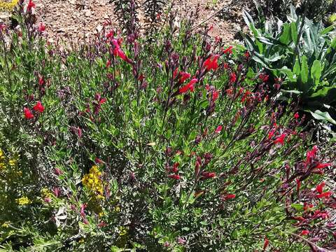 Image de Salvia greggii A. Gray