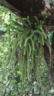 Image of rock tassel fern