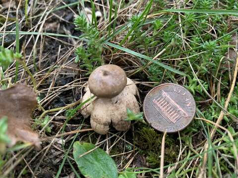 Image of Geastrum minimum Schwein. 1822