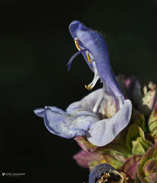 Image of Salvia pomifera L.