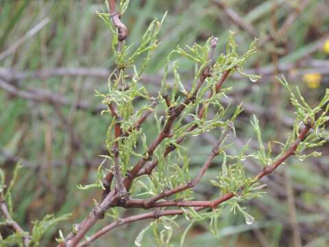 Image of Calligonum aphyllum (Pall.) Guerke