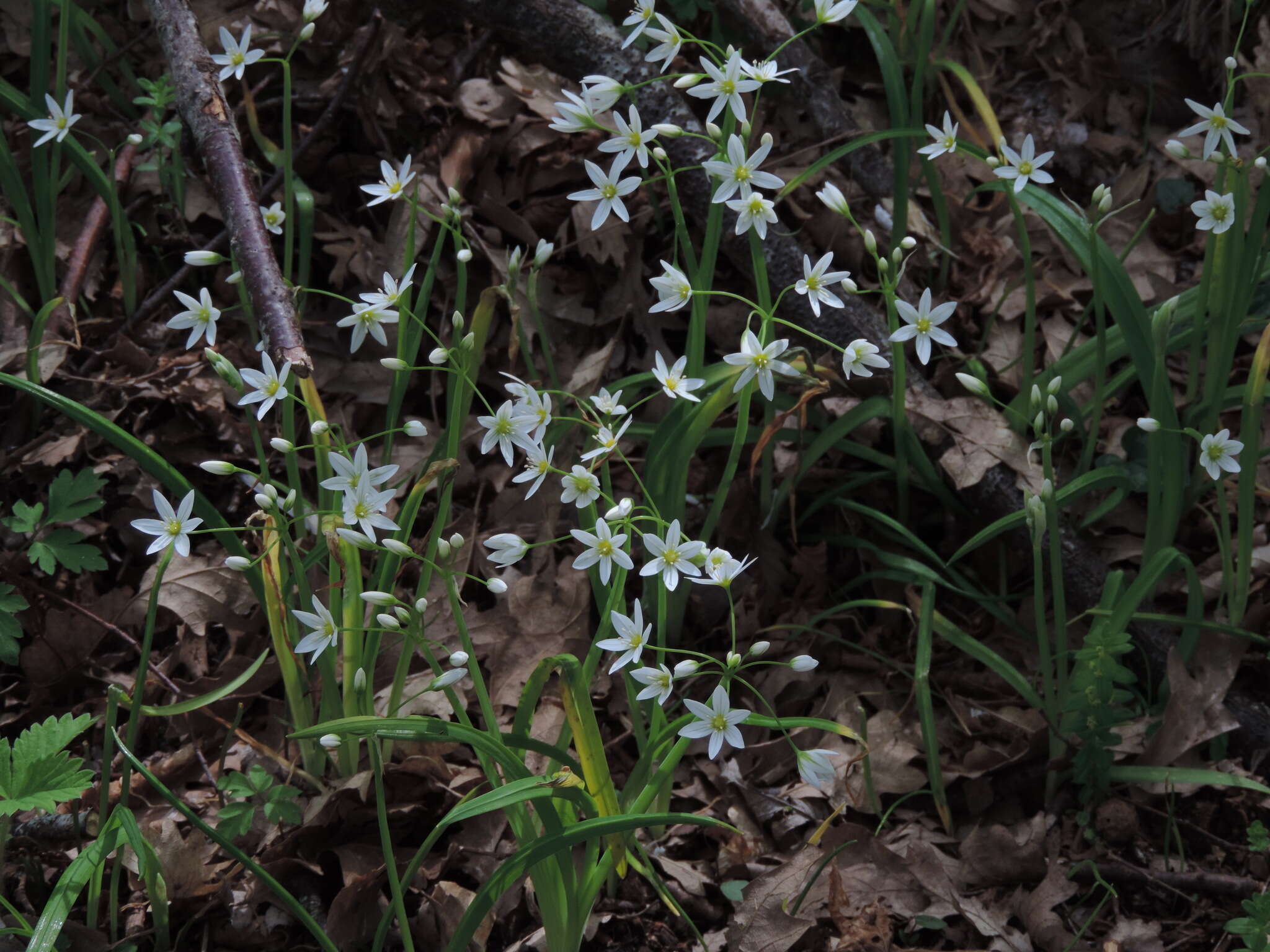 Image of Italian Garlic