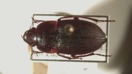 Anisodactylus (Gynandrotarsus) merula (Germar 1824) resmi