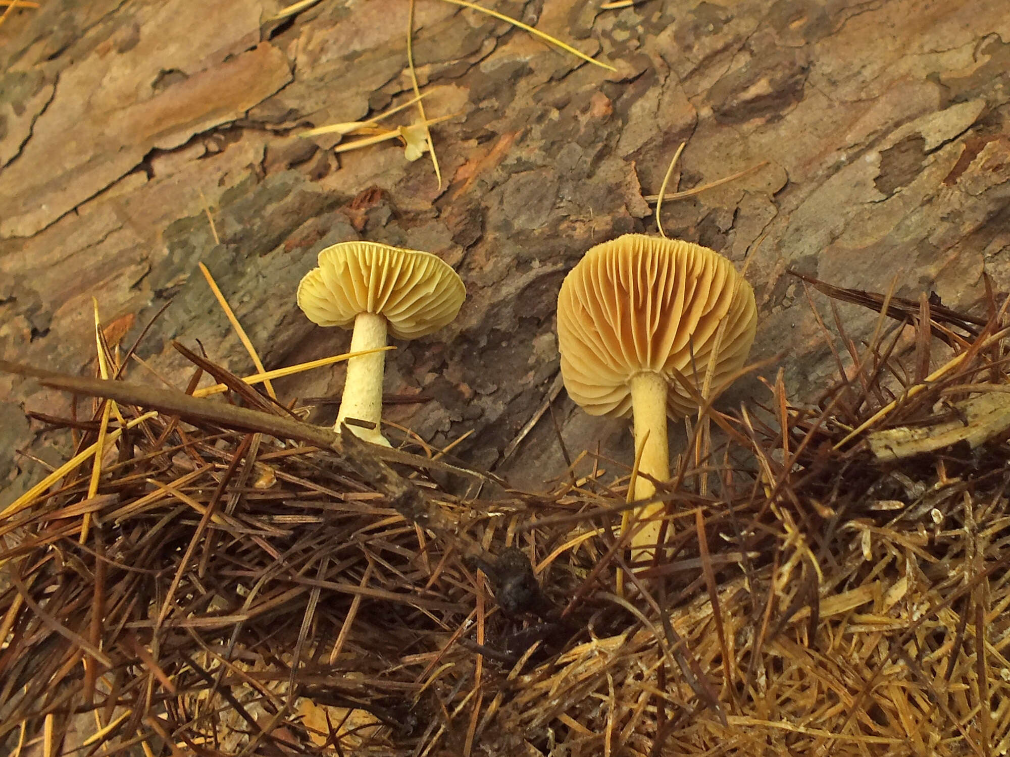 Image of Collybiopsis peronata (Bolton) R. H. Petersen