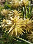 Image of Phylica plumosa var. plumosa