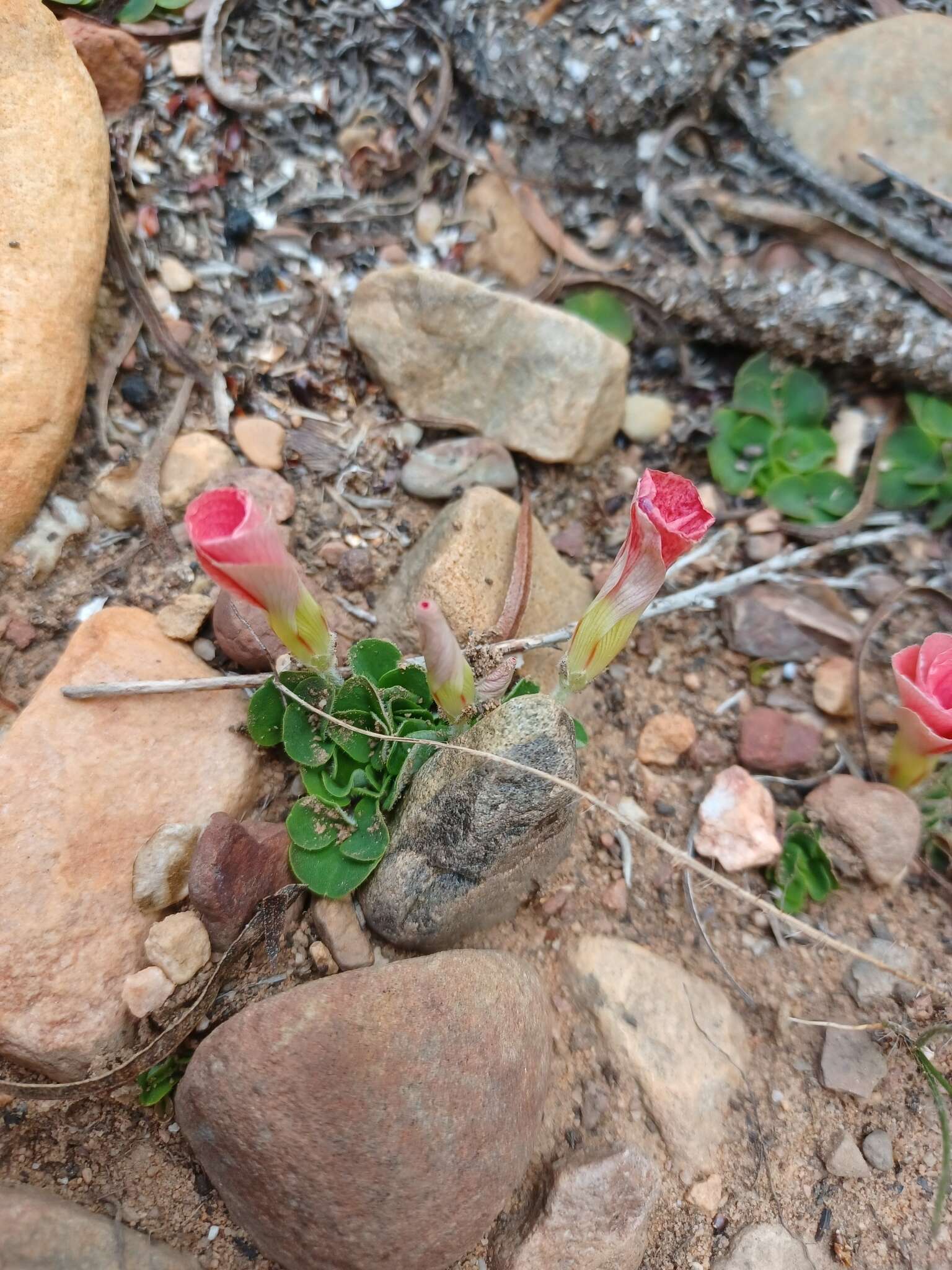 Sivun Oxalis pulchella Jacq. kuva