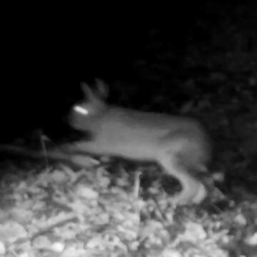 Image of Japanese Hare