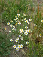 Anthemis ruthenica M. Bieb.的圖片