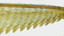 Image of Euura tibialis (Newman 1837)