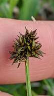 Image of Thick-Head Sedge