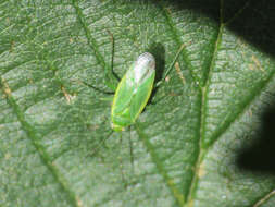 Image of Lygocoris rugicollis (Fallen 1807)