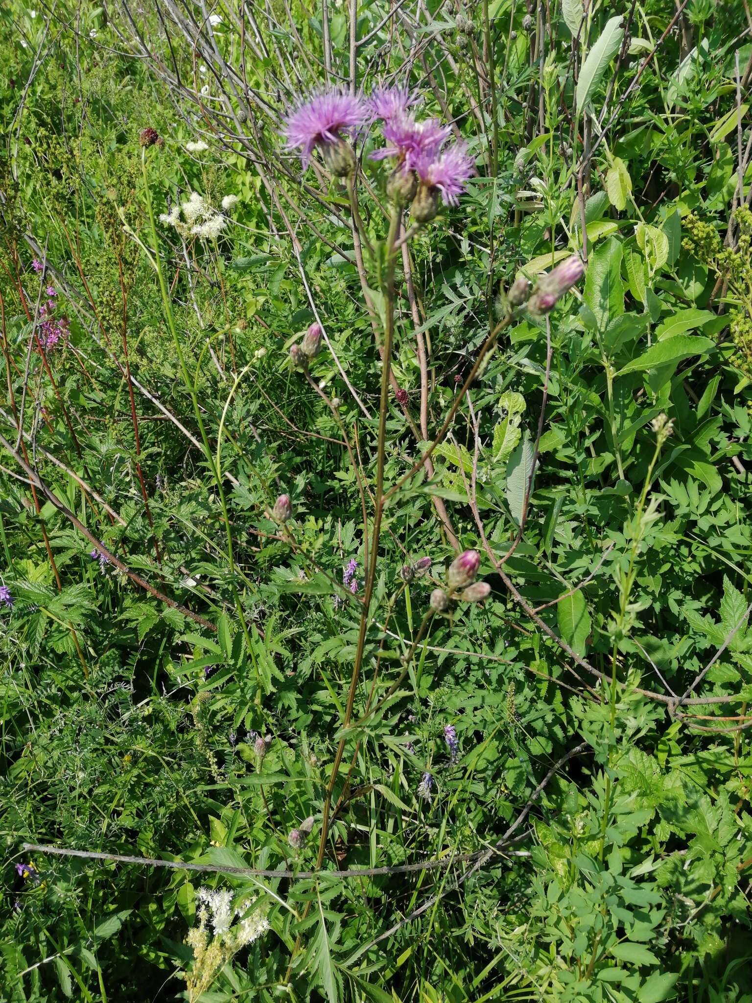 Plancia ëd Serratula coronata L.